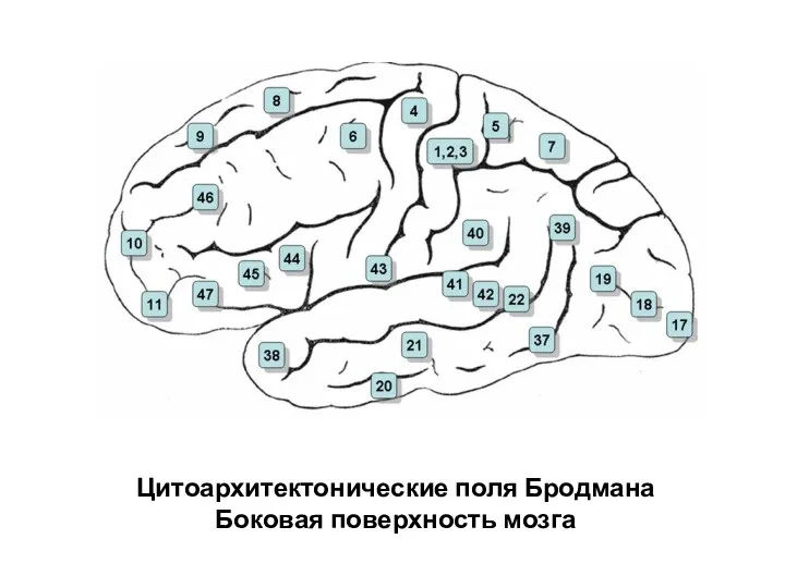 Цитоархитектонические поля Бродмана Боковая поверхность мозга
