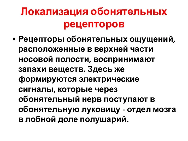 Локализация обонятельных рецепторов Рецепторы обонятельных ощущений, расположенные в верхней части носовой полости, воспринимают