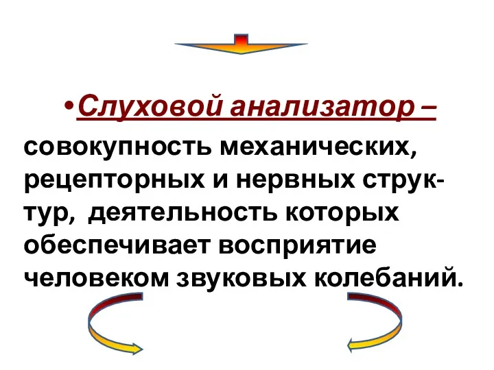 Слуховой анализатор – совокупность механических, рецепторных и нервных струк- тур,