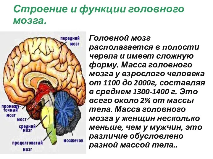 Головной мозг располагается в полости черепа и имеет сложную форму. Масса головного мозга
