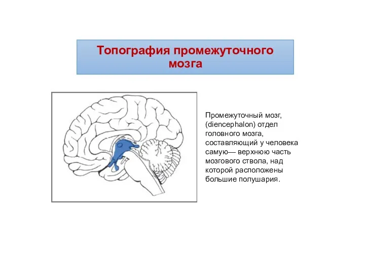 Топография промежуточного мозга Промежуточный мозг, (diencephalon) отдел головного мозга, составляющий у человека самую—