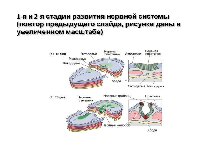 1-я и 2-я стадии развития нервной системы (повтор предыдущего слайда, рисунки даны в увеличенном масштабе)