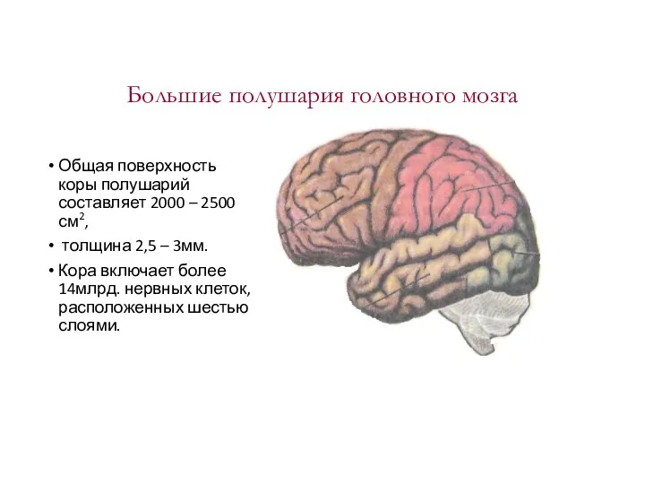 Большие полушария головного мозга Общая поверхность коры полушарий составляет 2000 – 2500 см2,