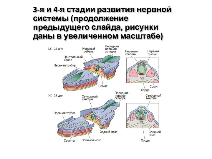 3-я и 4-я стадии развития нервной системы (продолжение предыдущего слайда, рисунки даны в увеличенном масштабе)