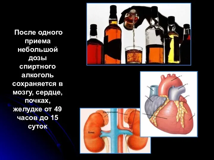 После одного приема небольшой дозы спиртного алкоголь сохраняется в мозгу,