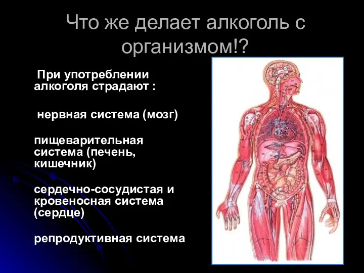 Что же делает алкоголь с организмом!? При употреблении алкоголя страдают