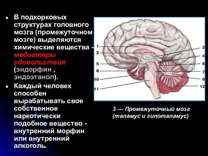 В подкорковых структурах головного мозга (промежуточном мозге) выделяются химические вещества