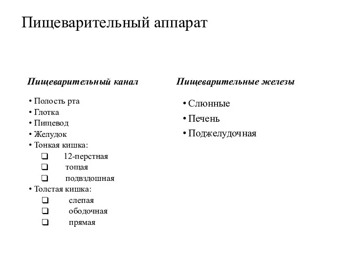 Пищеварительный аппарат Пищеварительный канал Полость рта Глотка Пищевод Желудок Тонкая