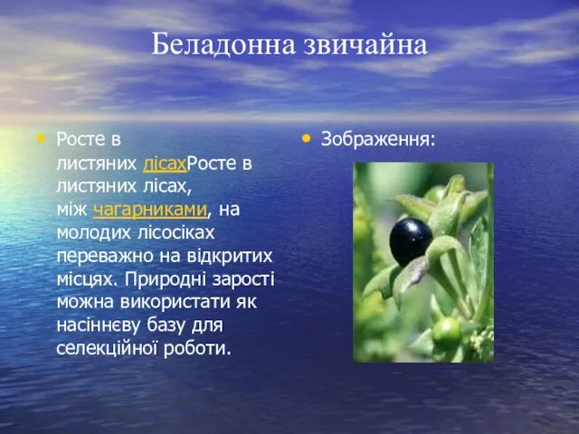 Беладонна звичайна Росте в листяних лісахРосте в листяних лісах, між