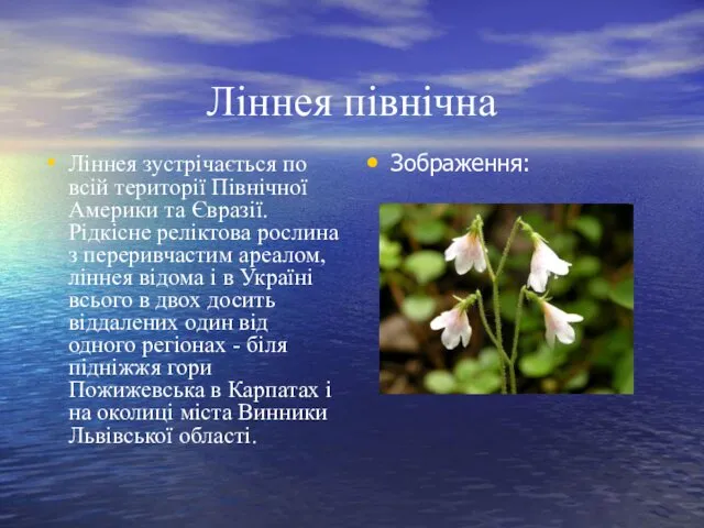 Ліннея північна Ліннея зустрічається по всій території Північної Америки та