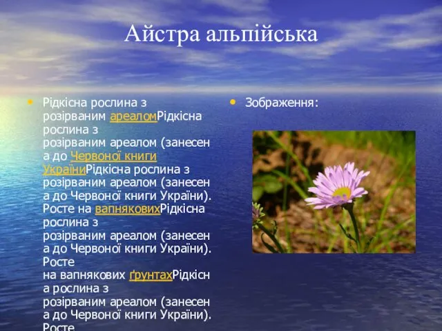 Айстра альпійська Рідкісна рослина з розірваним ареаломРідкісна рослина з розірваним