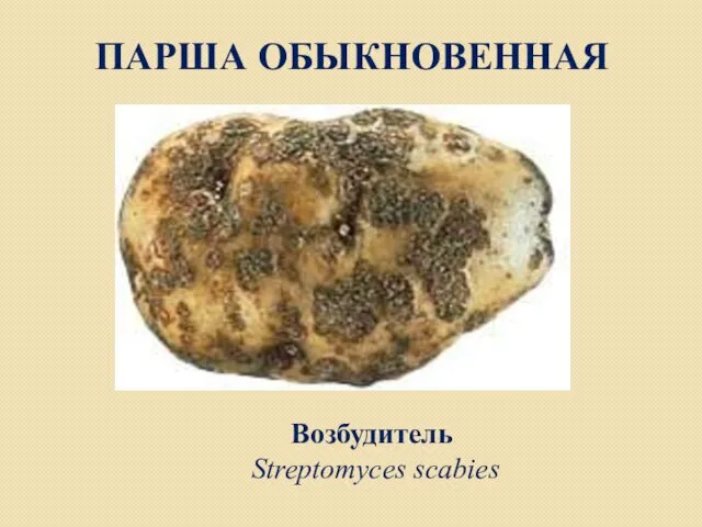 ПАРША ОБЫКНОВЕННАЯ Возбудитель Streptomyces scabies