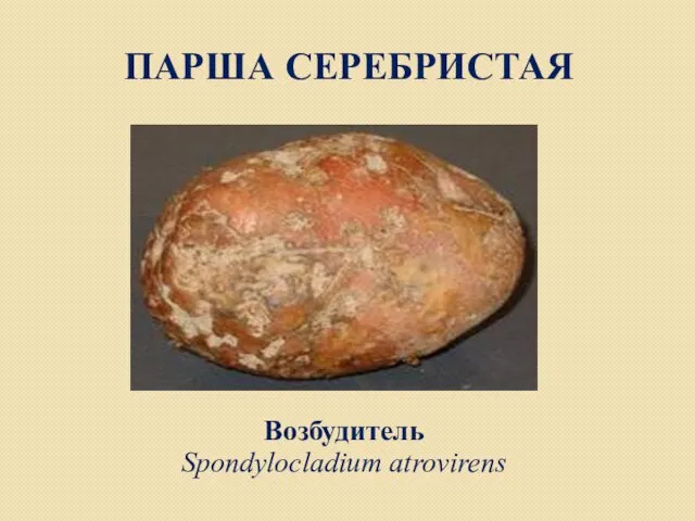 ПАРША СЕРЕБРИСТАЯ Возбудитель Spondylocladium atrovirens