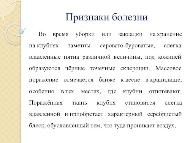 Признаки болезни Во время уборки или закладки на хранение на