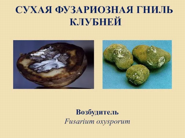 СУХАЯ ФУЗАРИОЗНАЯ ГНИЛЬ КЛУБНЕЙ Возбудитель Fusarium oxysporum