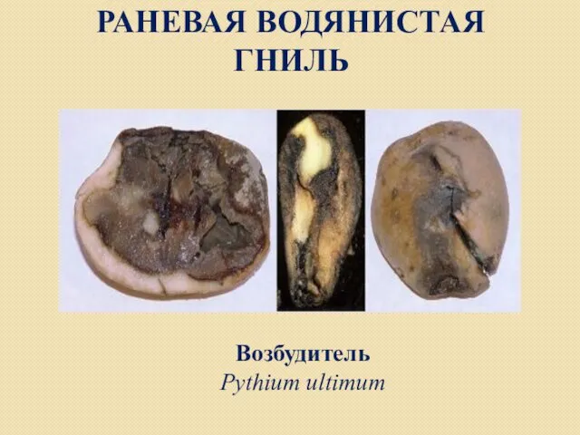 РАНЕВАЯ ВОДЯНИСТАЯ ГНИЛЬ Возбудитель Pythium ultimum