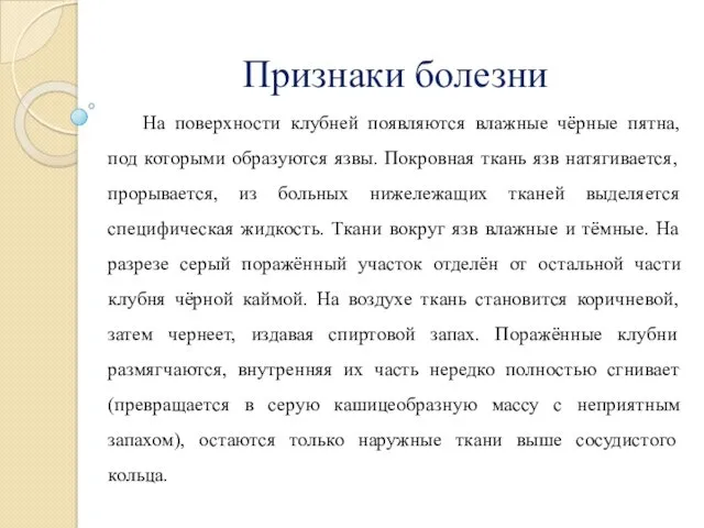 Признаки болезни На поверхности клубней появляются влажные чёрные пятна, под