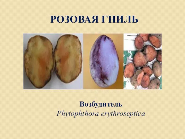 РОЗОВАЯ ГНИЛЬ Возбудитель Phytophthora erythroseptica