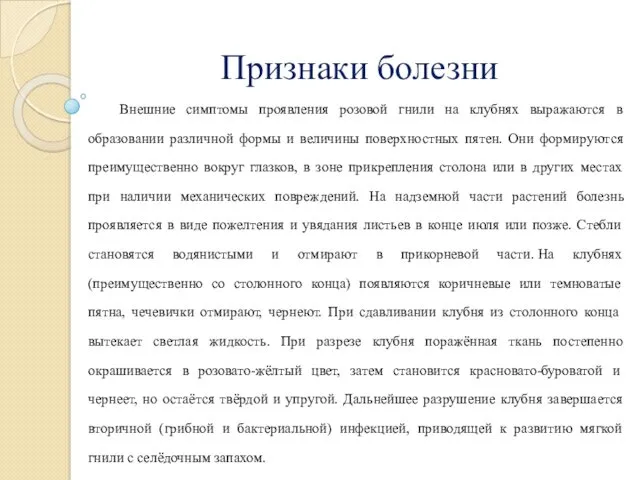 Признаки болезни Внешние симптомы проявления розовой гнили на клубнях выражаются