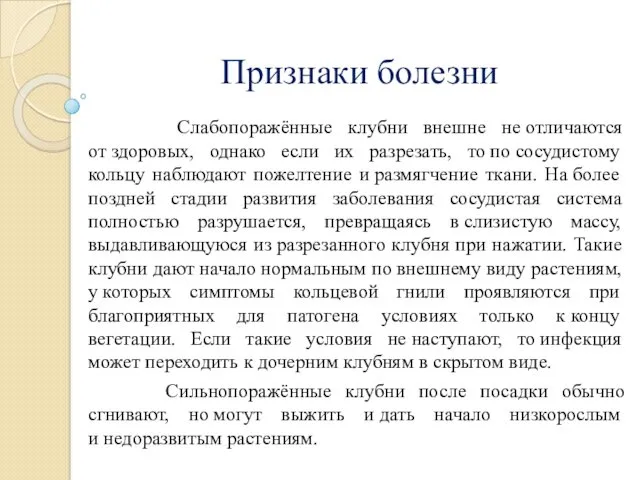 Признаки болезни Слабопоражённые клубни внешне не отличаются от здоровых, однако