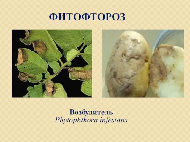 ФИТОФТОРОЗ Возбудитель Phytophthora infestans