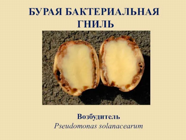 БУРАЯ БАКТЕРИАЛЬНАЯ ГНИЛЬ Возбудитель Pseudomonas solanacearum