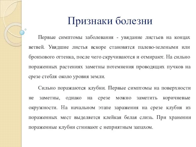 Признаки болезни Первые симптомы заболевания - увядание листьев на концах