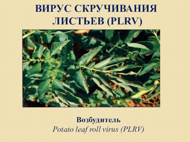 ВИРУС СКРУЧИВАНИЯ ЛИСТЬЕВ (PLRV) Возбудитель Potato leaf roll virus (PLRV)