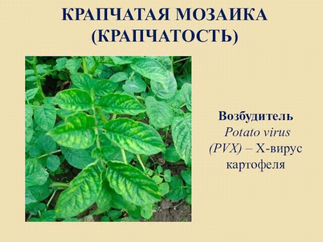 КРАПЧАТАЯ МОЗАИКА (КРАПЧАТОСТЬ) Возбудитель Potato virus (PVX) – Х-вирус картофеля