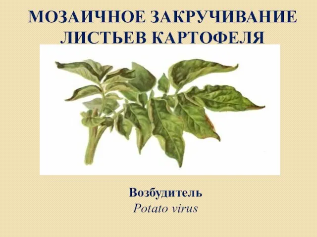 МОЗАИЧНОЕ ЗАКРУЧИВАНИЕ ЛИСТЬЕВ КАРТОФЕЛЯ Возбудитель Potato virus