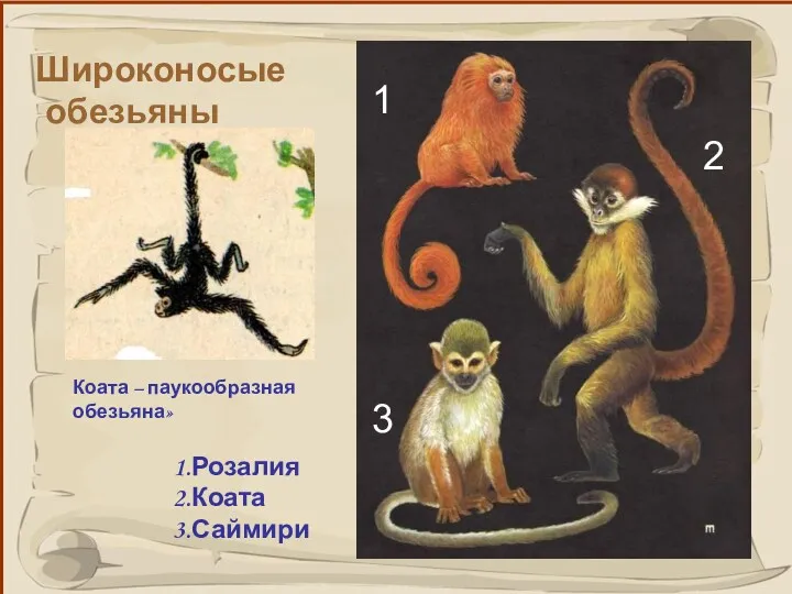 Широконосые обезьяны 1.Розалия 2.Коата 3.Саймири 1 2 3 Коата – паукообразная обезьяна»