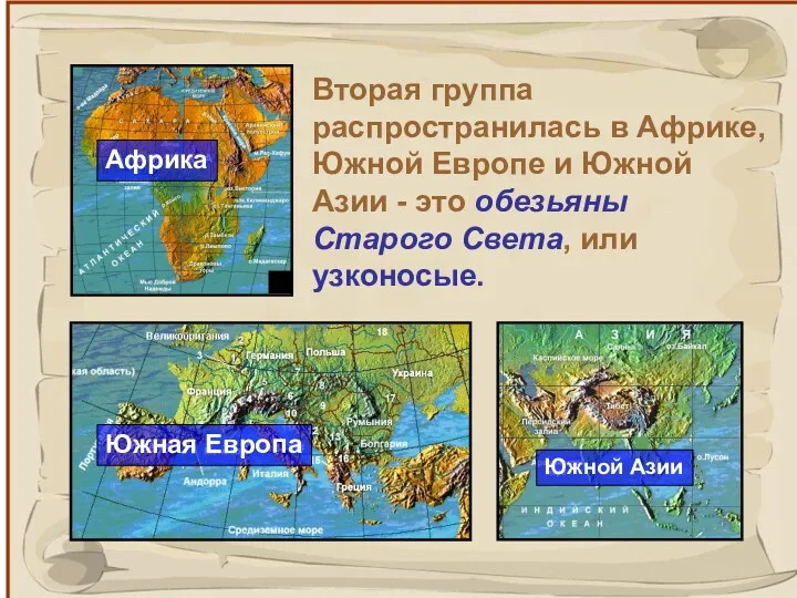 Вторая группа распространилась в Африке, Южной Европе и Южной Азии - это обезьяны