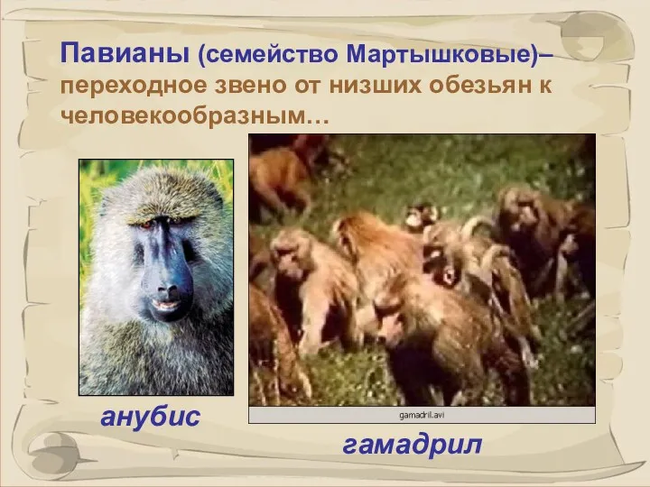 Павианы (семейство Мартышковые)– переходное звено от низших обезьян к человекообразным… анубис гамадрил