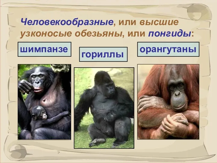 Человекообразные, или высшие узконосые обезьяны, или понгиды: гориллы шимпанзе орангутаны