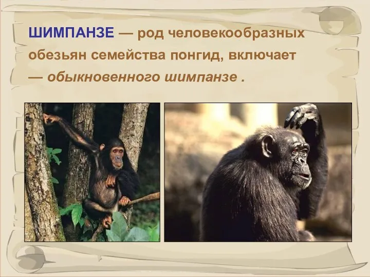 ШИМПАНЗЕ — род человекообразных обезьян семейства понгид, включает — обыкновенного шимпанзе .