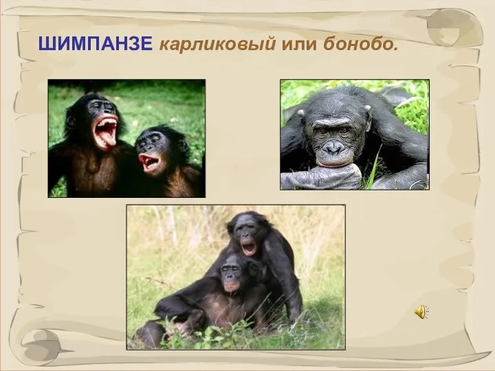 ШИМПАНЗЕ карликовый или бонобо.