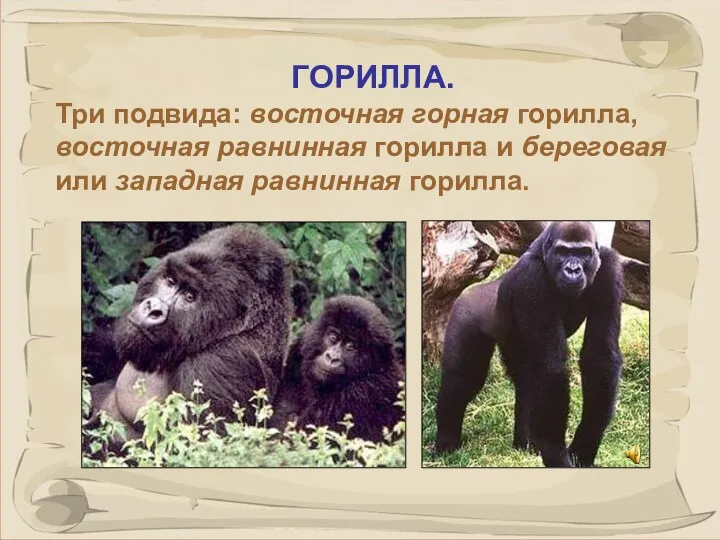 ГОРИЛЛА. Три подвида: восточная горная горилла, восточная равнинная горилла и береговая или западная равнинная горилла.