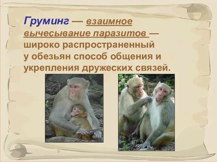 Груминг — взаимное вычесывание паразитов — широко распространенный у обезьян способ общения и укрепления дружеских связей.