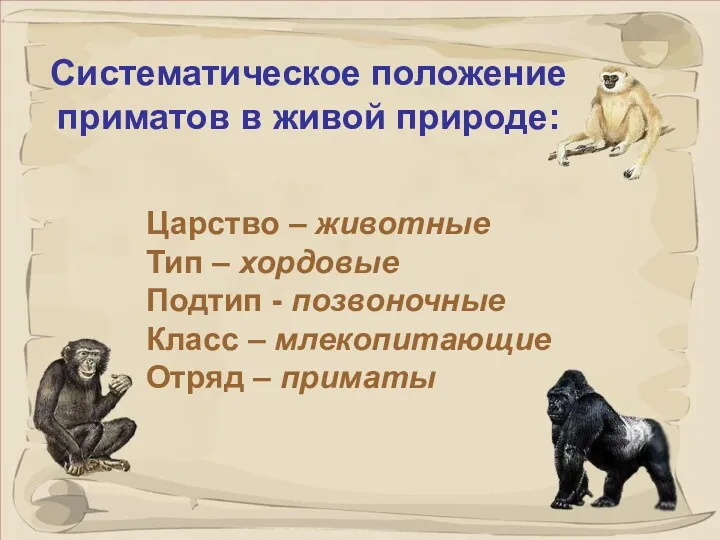 Систематическое положение приматов в живой природе: Царство – животные Тип – хордовые Подтип