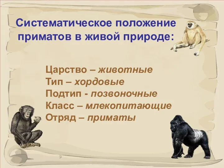 Систематическое положение приматов в живой природе: Царство – животные Тип