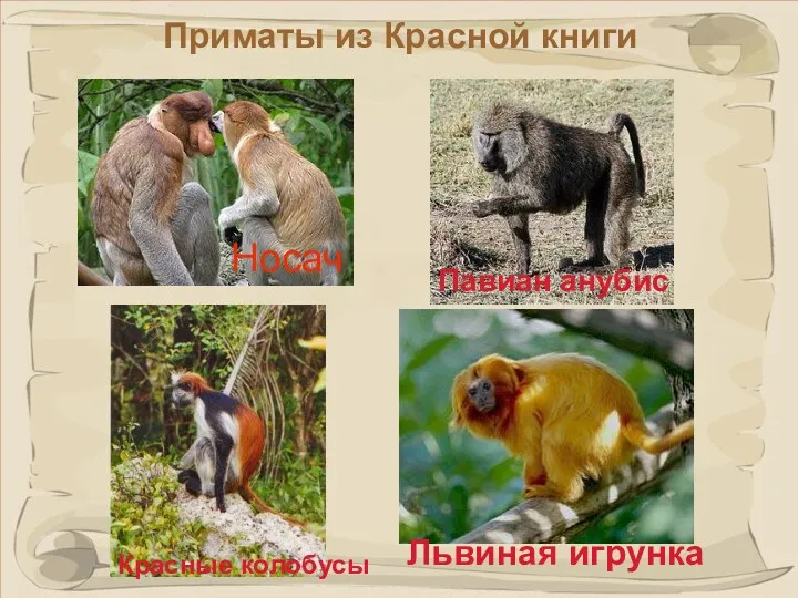 Приматы из Красной книги Павиан анубис Носач Красные колобусы Львиная игрунка