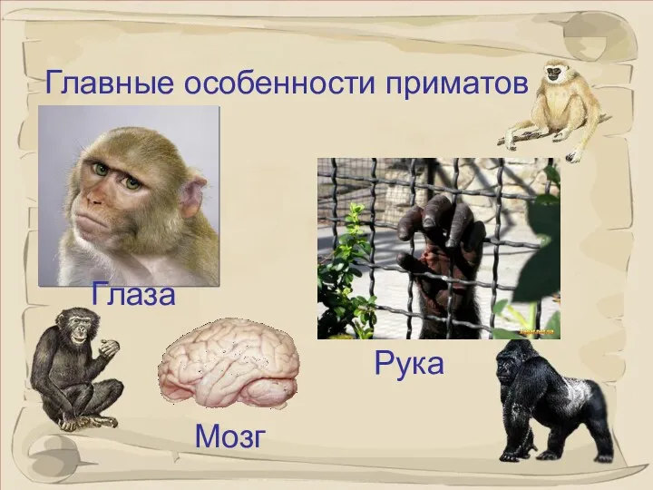 Главные особенности приматов Глаза Рука Мозг
