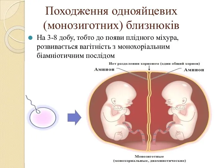 Походження однояйцевих (монозиготних) близнюків На 3-8 добу, тобто до появи