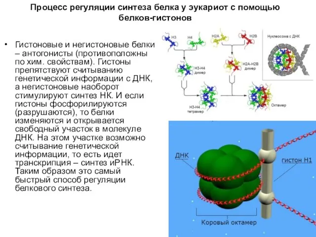 Процесс регуляции синтеза белка у эукариот с помощью белков-гистонов Гистоновые