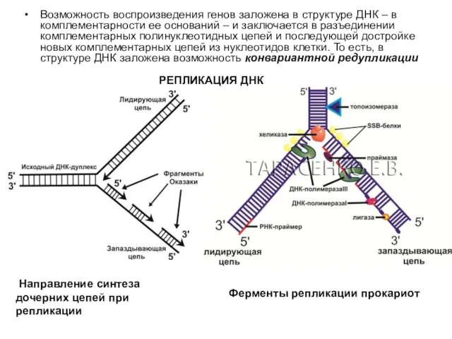 Возможность воспроизведения генов заложена в структуре ДНК – в комплементарности