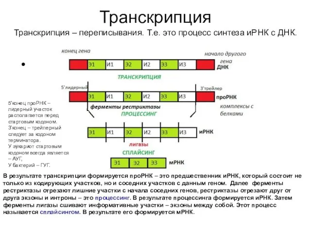 Транскрипция Транскрипция – переписывания. Т.е. это процесс синтеза иРНК с