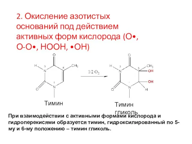 Тимин Тимин Тимин гликоль При взаимодействии с активными формами кислорода