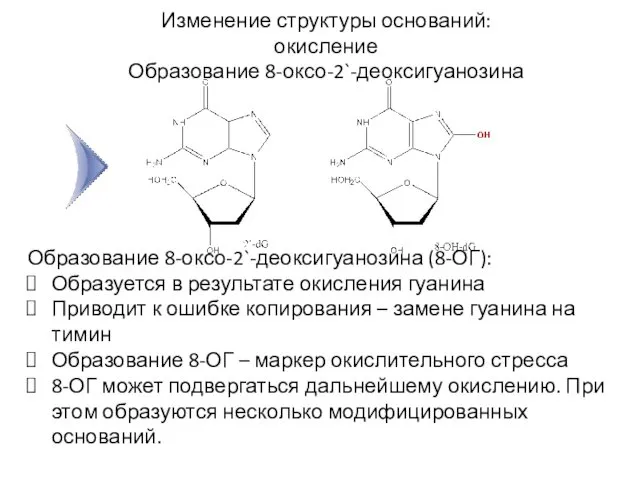 Изменение структуры оснований: окисление Образование 8-оксо-2`-деоксигуанозина Образование 8-оксо-2`-деоксигуанозина (8-ОГ): Образуется