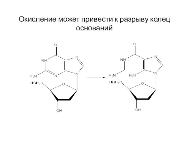 Окисление может привести к разрыву колец оснований