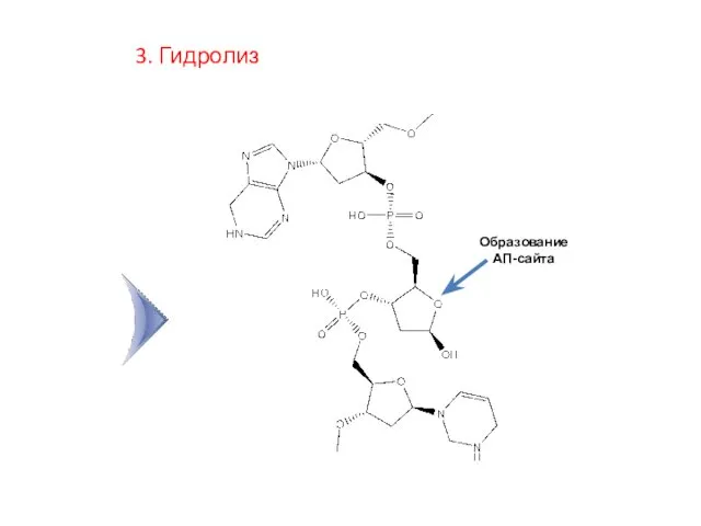 3. Гидролиз Образование АП-сайта